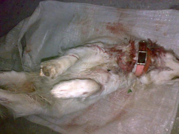 Κάρπαθος: Ο βοσκός τους σκότωσε τα σκυλιά
